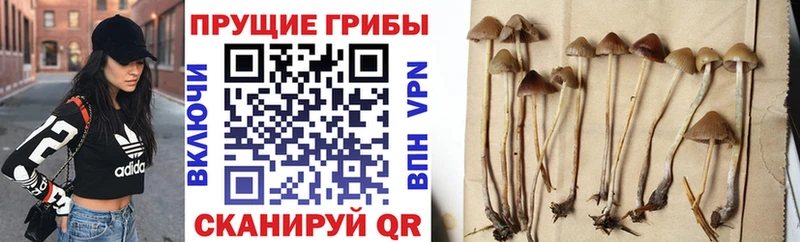 Псилоцибиновые грибы Psilocybe  Поворино 